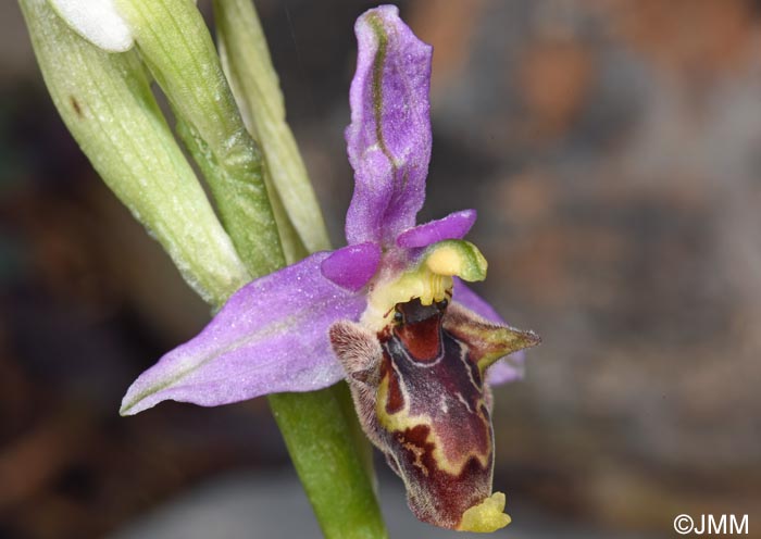 Ophrys stavri