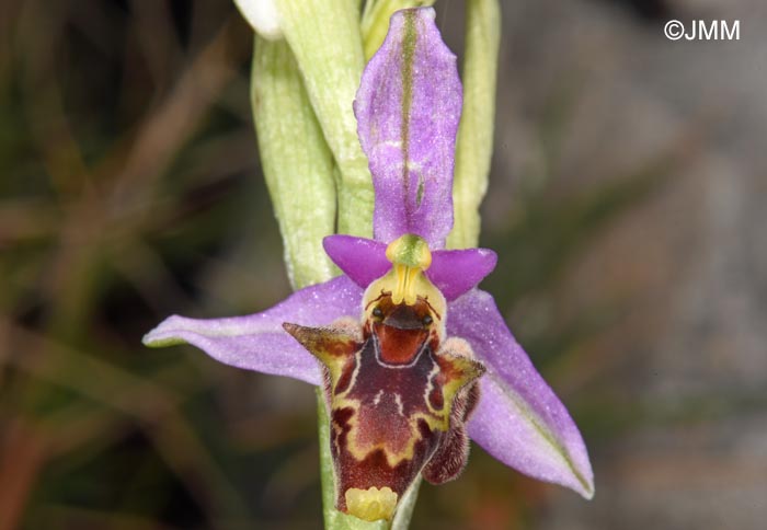 Ophrys stavri