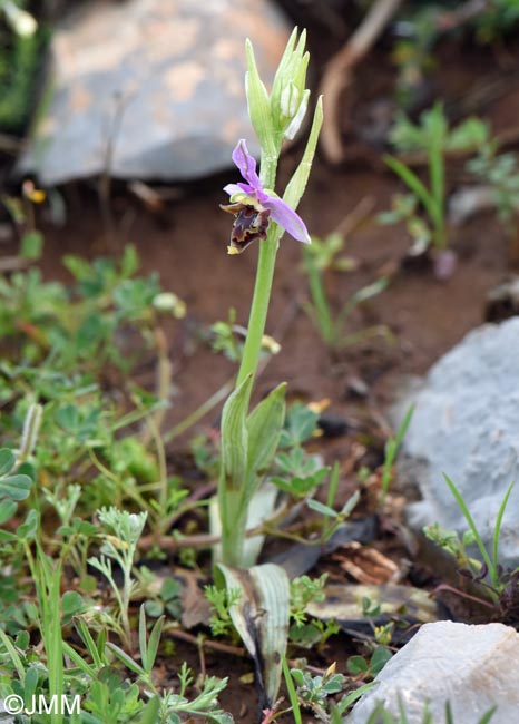 Ophrys stavri
