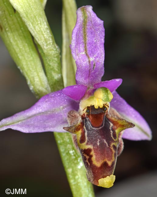 Ophrys stavri