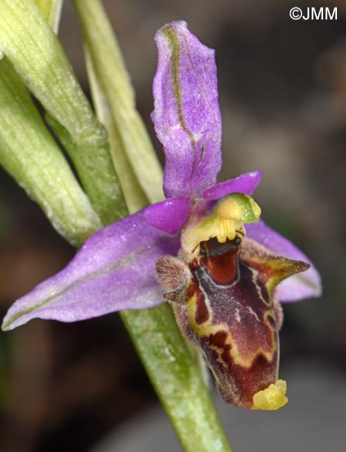 Ophrys stavri