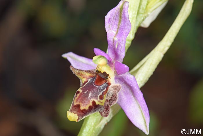 Ophrys stavri