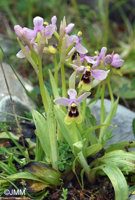 Ophrys ulyssea