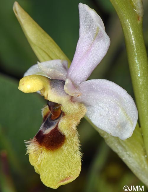 Ophrys ulyssea