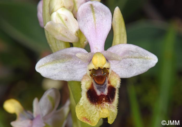 Ophrys ulyssea
