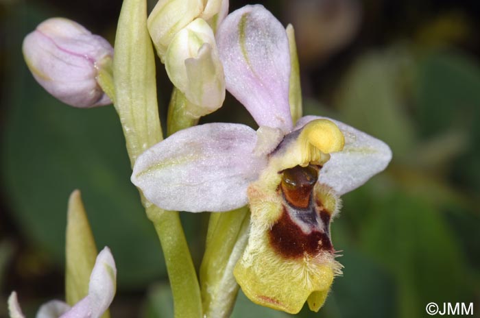 Ophrys ulyssea