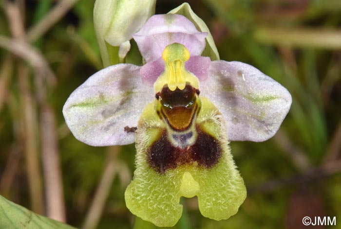 Ophrys ulyssea