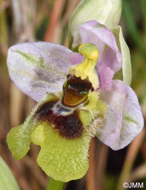 Ophrys ulyssea