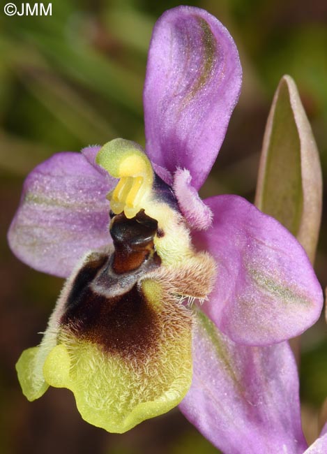 Ophrys ulyssea