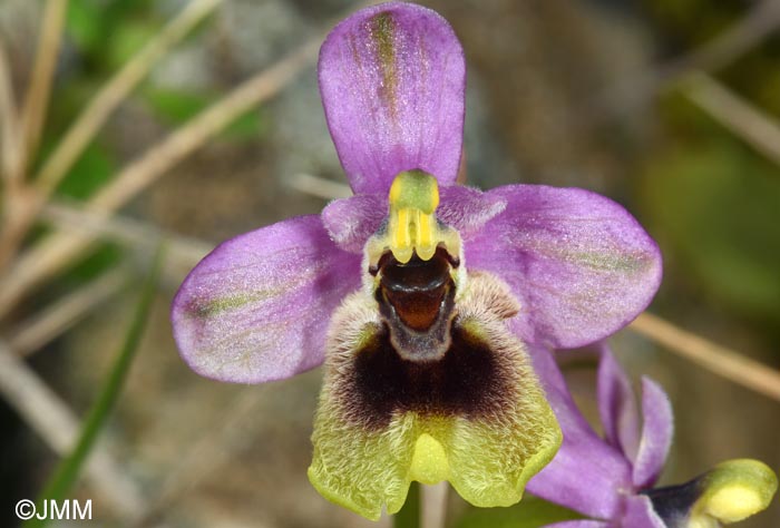 Ophrys ulyssea