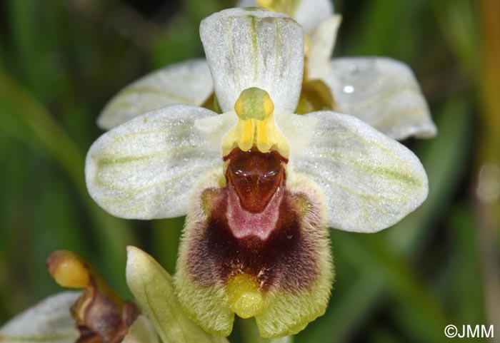 Ophrys ulyssea