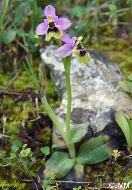Ophrys ulyssea