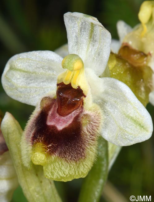 Ophrys ulyssea