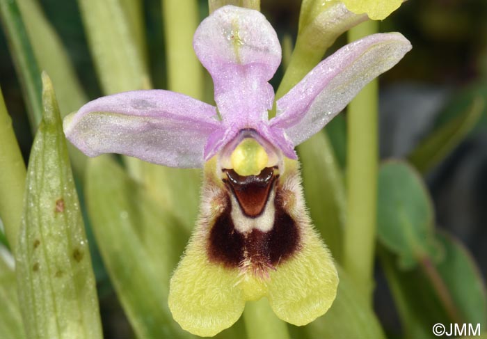 Ophrys ulyssea