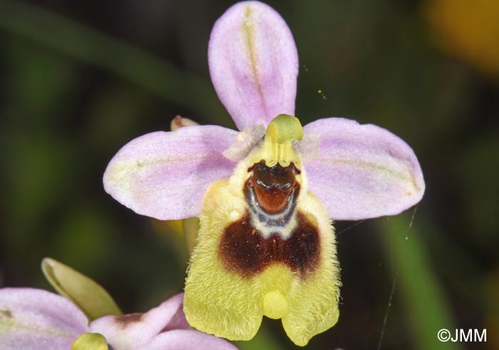 Ophrys ulyssea
