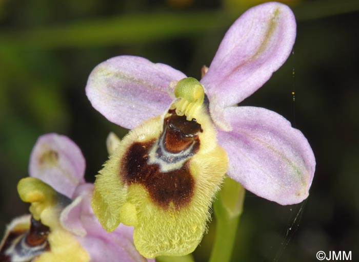 Ophrys ulyssea