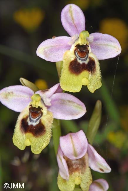 Ophrys ulyssea