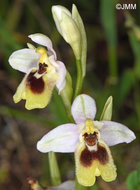 Ophrys ulyssea