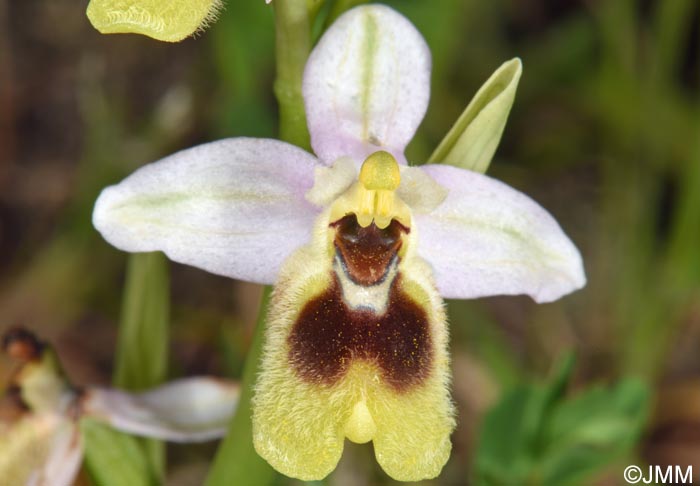 Ophrys ulyssea