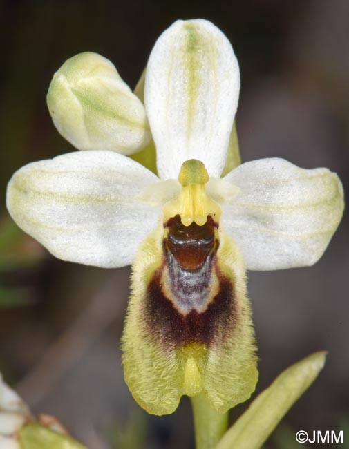 Ophrys ulyssea