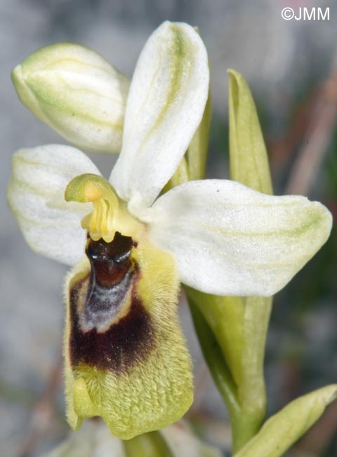 Ophrys ulyssea