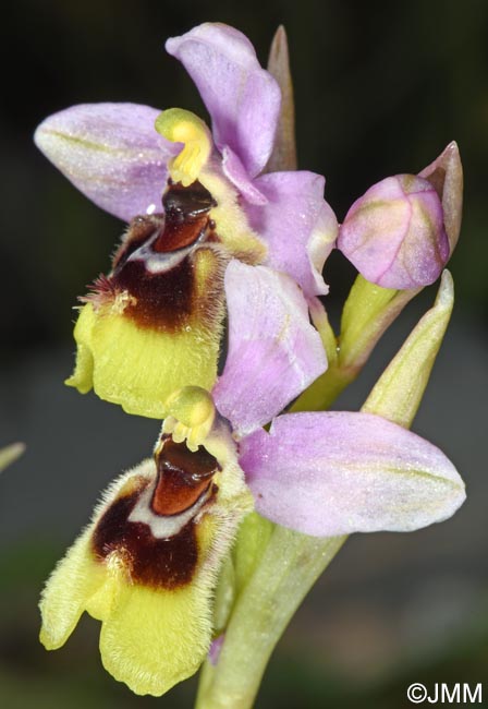 Ophrys ulyssea