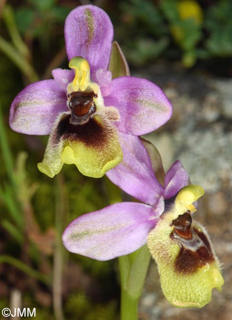 Ophrys ulyssea