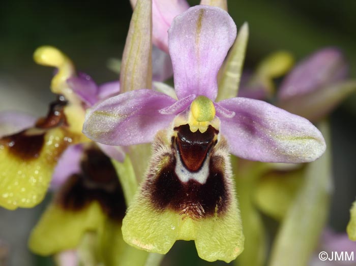 Ophrys ulyssea
