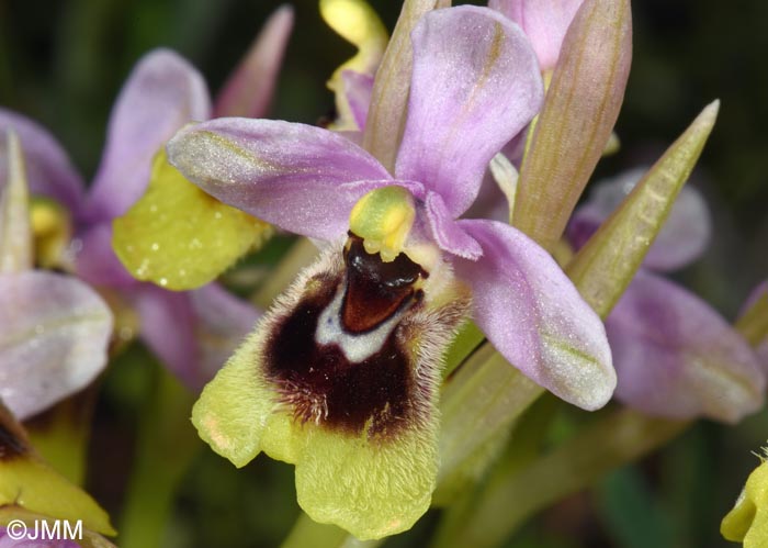 Ophrys ulyssea