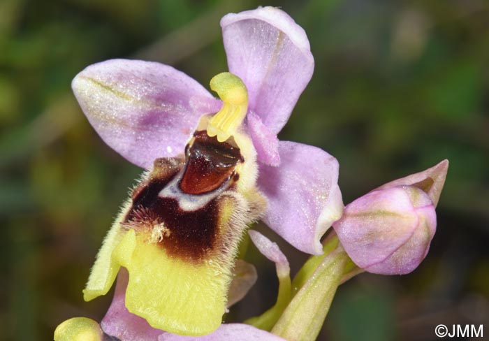 Ophrys ulyssea