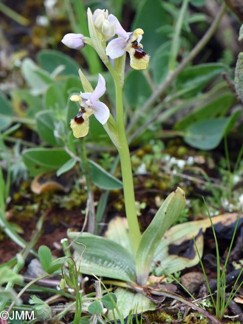 Ophrys ulyssea