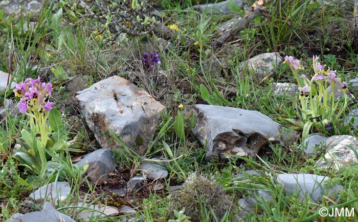 Ophrys ulyssea & Ophrys villosa