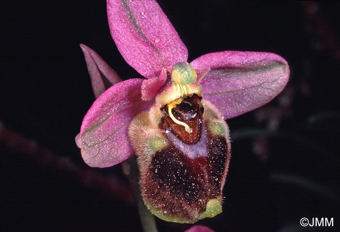 Ophrys villosa