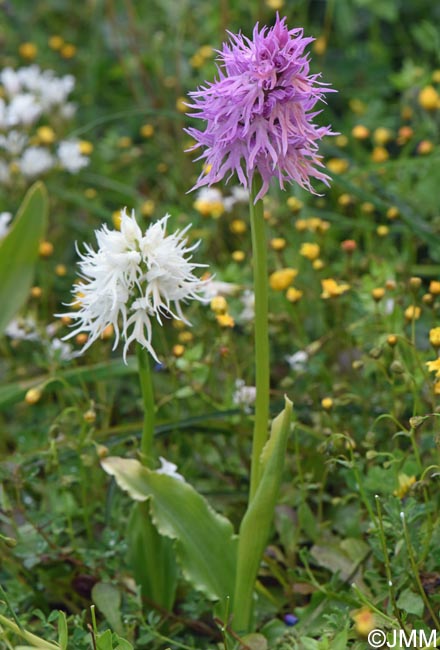 Orchis italica
