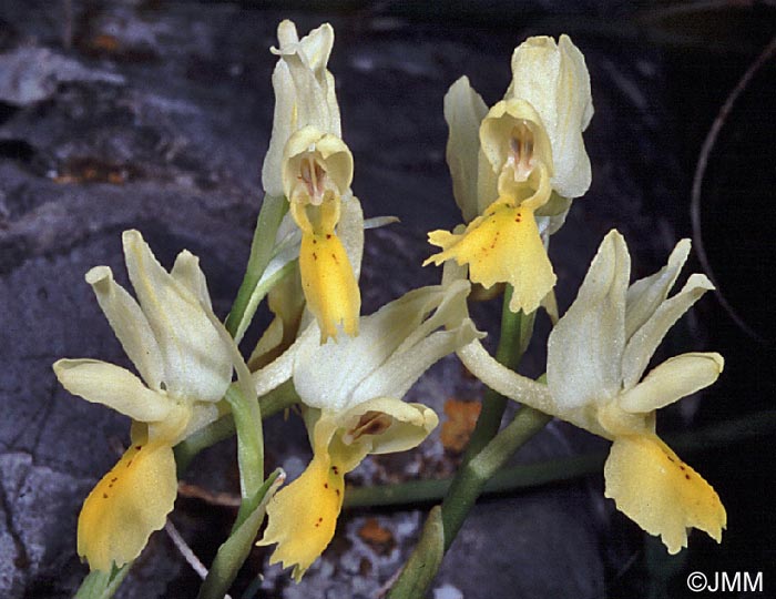 Orchis pauciflora