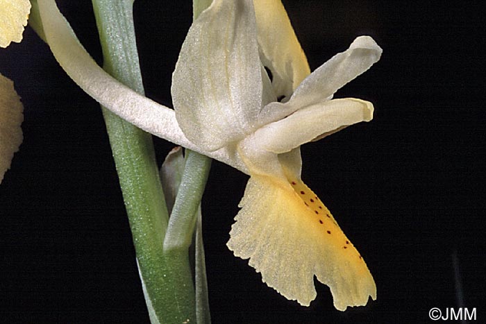 Orchis pauciflora