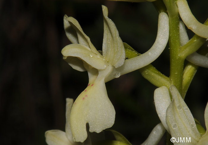 Orchis provincialis