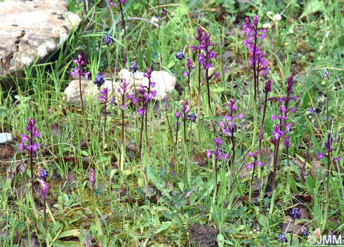 Orchis quadripunctata = Androrchis quadripunctata