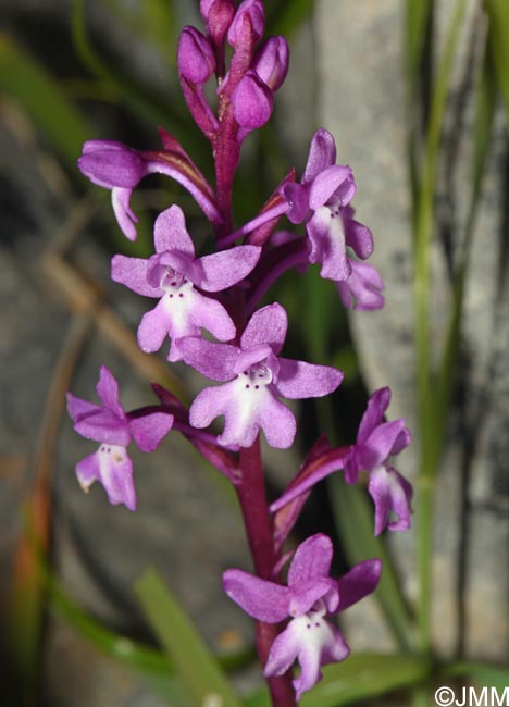 Orchis quadripunctata