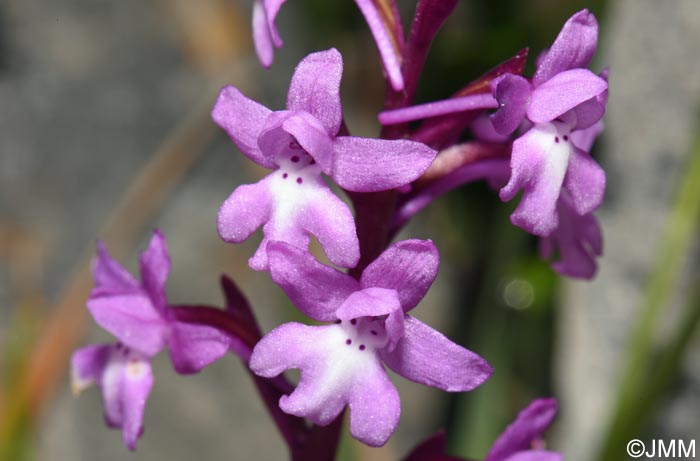 Orchis quadripunctata = Androrchis quadripunctata