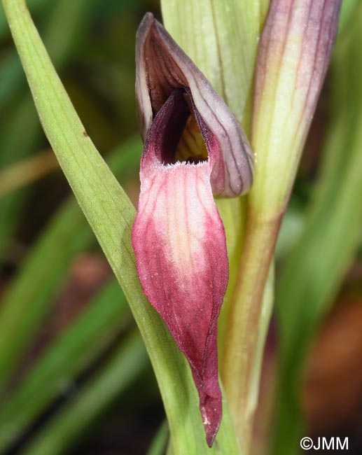 Serapias lingua