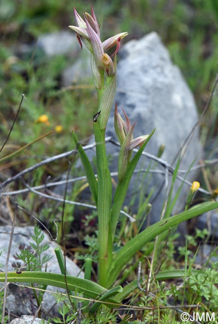 Serapias parviflora