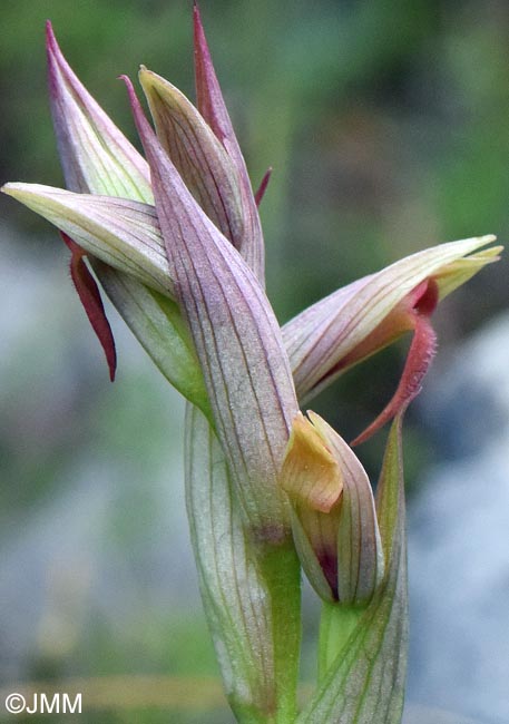 Serapias parviflora