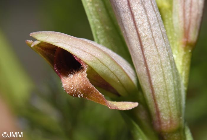 Serapias parviflora