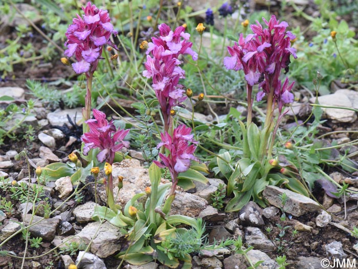 Orchis papilionacea var. heroica = Vermeulenia papilionacea var. aegaea