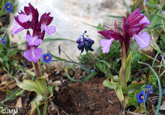 Orchis papilionacea var. heroica = Vermeulenia papilionacea var. aegaea