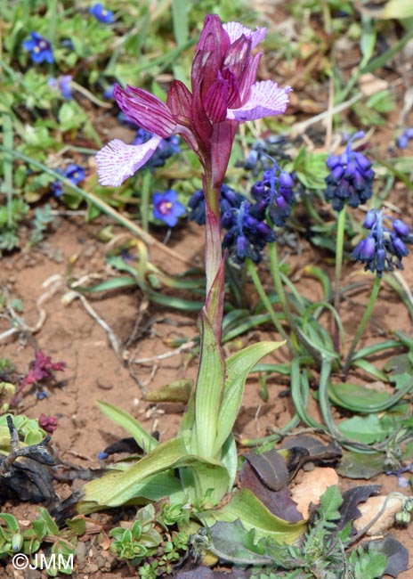 Orchis papilionacea var. heroica = Vermeulenia papilionacea var. aegaea