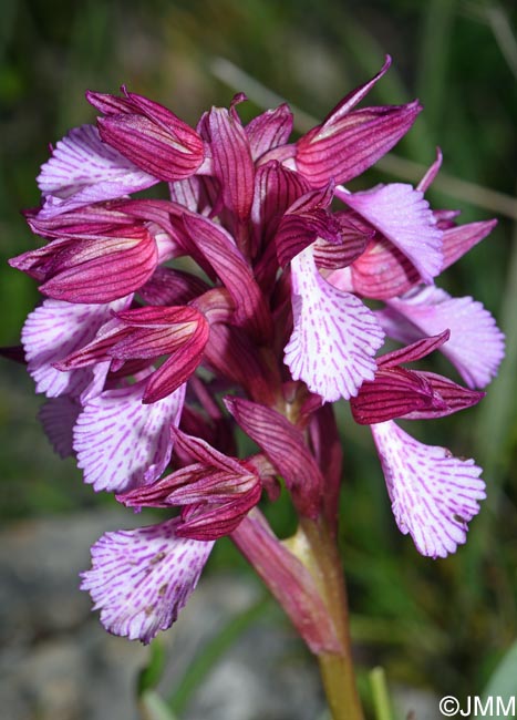 Orchis papilionacea var. heroica = Vermeulenia papilionacea var. aegaea