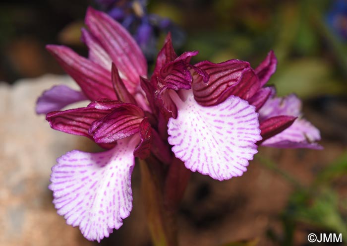 Orchis papilionacea var. heroica = Vermeulenia papilionacea var. aegaea