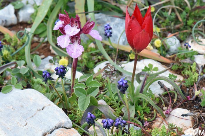 Tulipa goulimyi & Vermeulenia aegaea